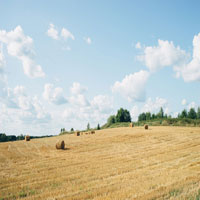 A straw field with hay bales