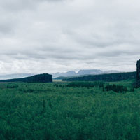 A large, dense forest with a canyon